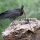 Diari - Una storia a lieto fine: la riproduzione dell’ibis eremita in Maremma